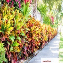 FRESH CROTONS